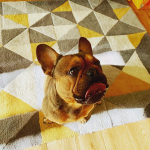 Rowy French Bulldog