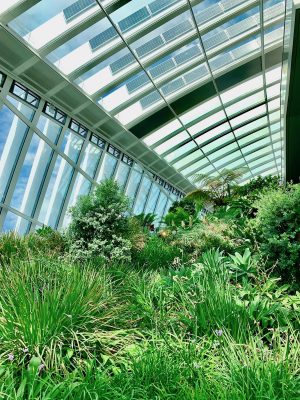 London Sky Garden Plants