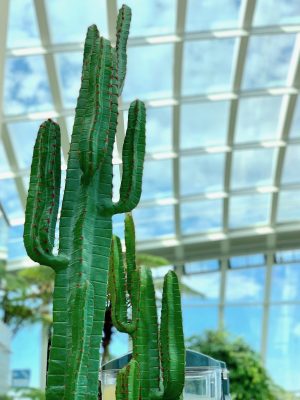 London Sky Garden Succulents